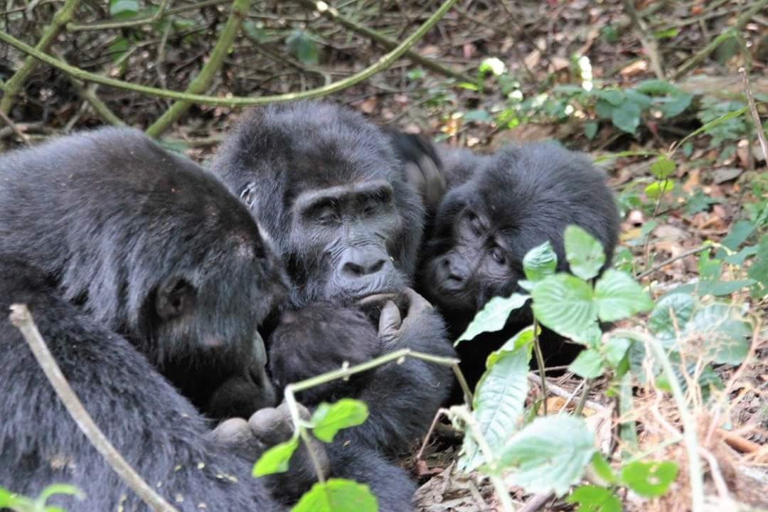 Rwanda - Uganda Combo Adventure Safari